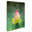 Vidur «Hummingbird and the Lotus Flower», impression sur toile tendue-22076740