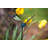 Metal Animals Garden Stake
