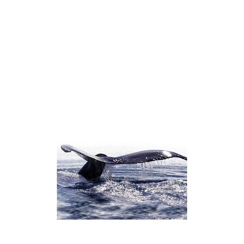 Whale Song I Iceland by Monika Strigel - Wrapped Canvas Print, 101.6 cm H x 66.04 cm W x 3.175 cm D