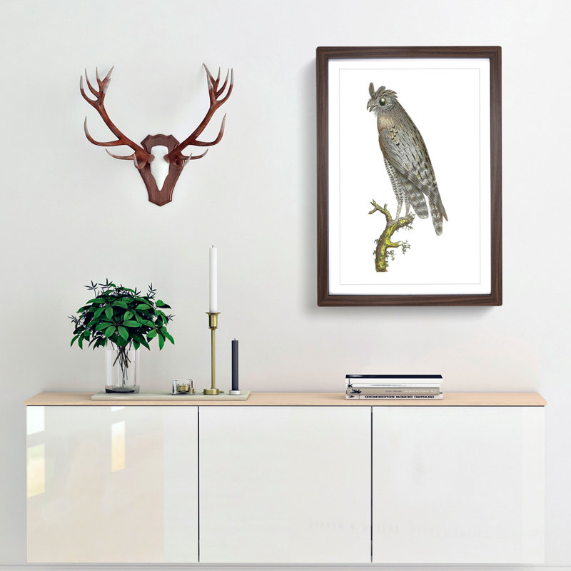 Least Horned Owl by George Shaw - Framed Print, 36cm H x 27cm W x 2cm D, Walnut Framed