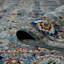 Nuit Arabe Wool Oriental Indoor Rug-84954076