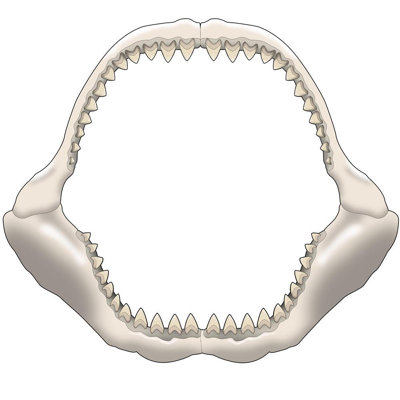 Décalcomanie murale Megalodon Jaws Fossil
