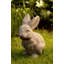 Rabbit Garden Statue-13916406