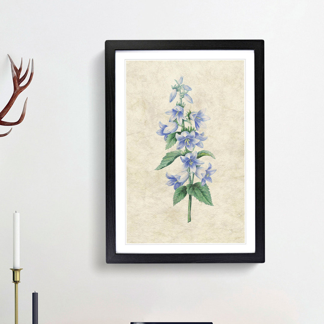 Bellflowers by Pierre-Joseph Redoute - Framed Print
