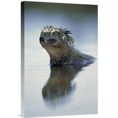 " Marine Iguana, Punta Espinosa, Galapagos Islands, Ecuador "