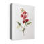 Scarlet Sweet Pea - impression sur toile tendue-1465669860