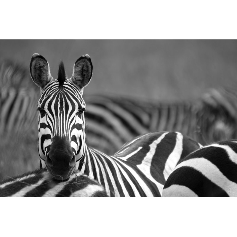 Zebra by WLDavies - No Frame Print on Canvas, 20cm H x 30cm W