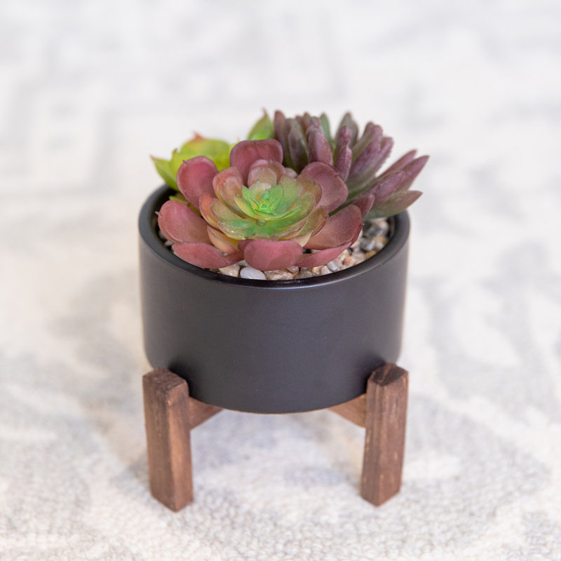 Succulent dans un pot, Noir