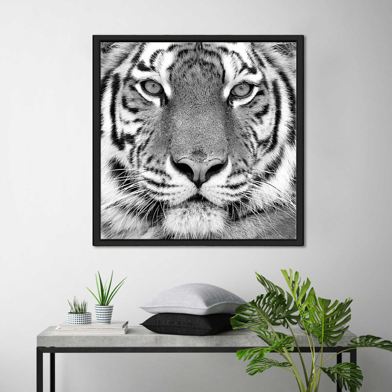 Tigre par Photoinc Studio - photographie, Cadre flottant noir, H 31,5 po x l 31,5 po x P 2 po