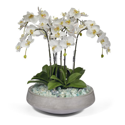 Orchids Floral Arrangement in Pot