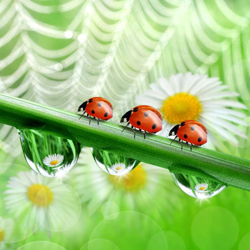 "Okemos Ladybugs On Canvas" par Vencavolrab, impression, H 36 po x l 36 po