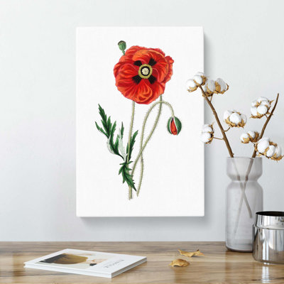 Common Poppy Illustration - Wrapped Canvas
