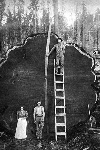 " Giant Sequoia Log ", 36" H x 24" W x 1.5" D
