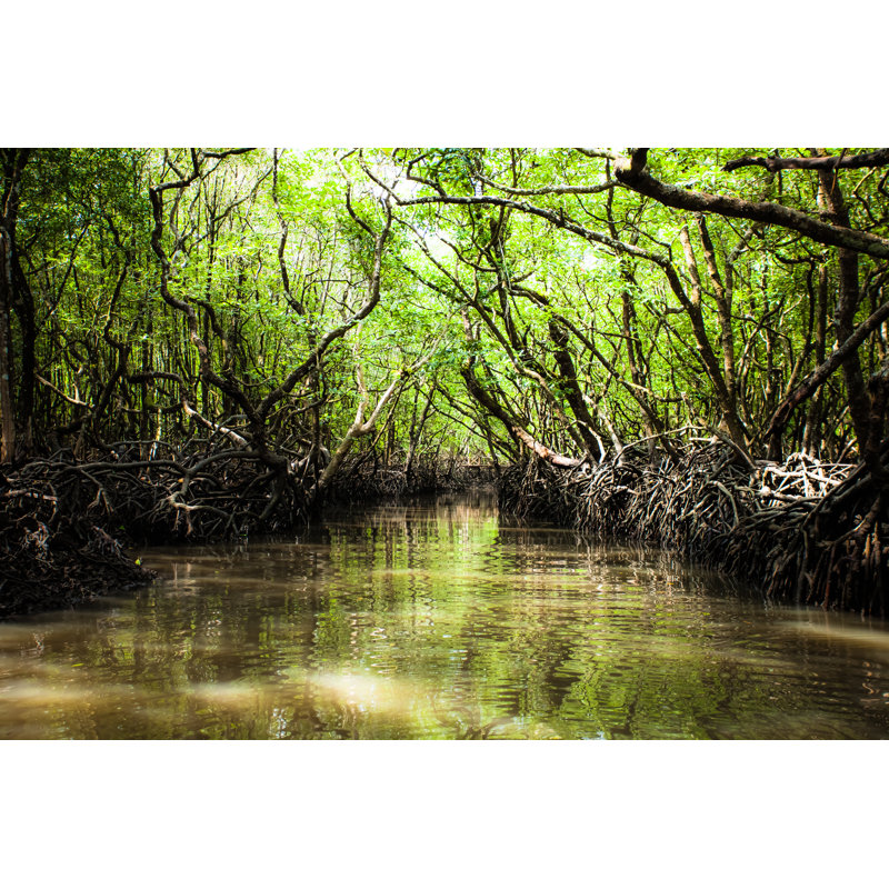 «Mangrove Tree» par Mariusz_Prusaczyk - photographie sur toile tendue, L 48 po x H 32 po