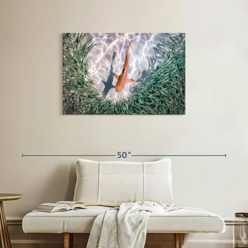 Brampt Baby Blacktip Reef Shark, 24" H x 36" W