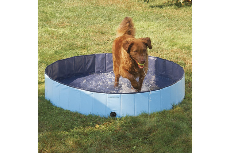 brown furry dog splashing in a blue paddling pool