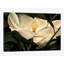 « magnolia fleur », reproduction sur toile-33355239-72409173-72409177