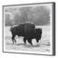 Bison Fall Print by Chris Dunker-525201718-525201719