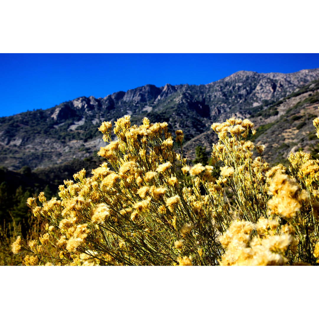 San Bernadino National Forest Berge von Pastorscott - Leinwandbild