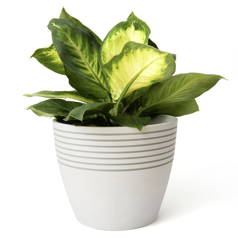 Ensemble de 2 pots à fleurs blancs de 9 pouces