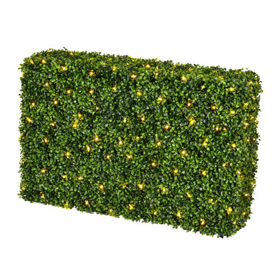 Haie de buis vert Primrue