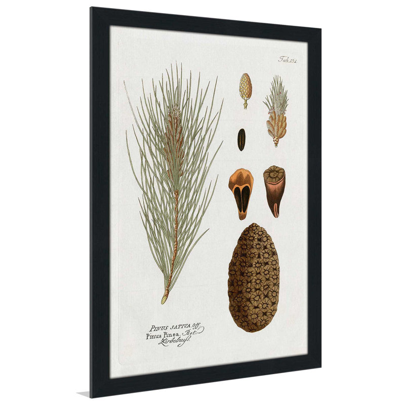 Pin botanique - Peinture, L 33,5 po x H 49,5 po, Cadre noir
