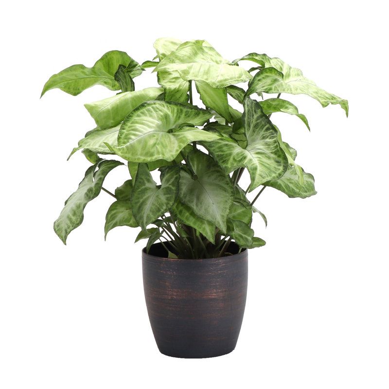 Live White Butterfly Plant in Classic Pot, Copper, 8'' H X 4'' W X 4'' D