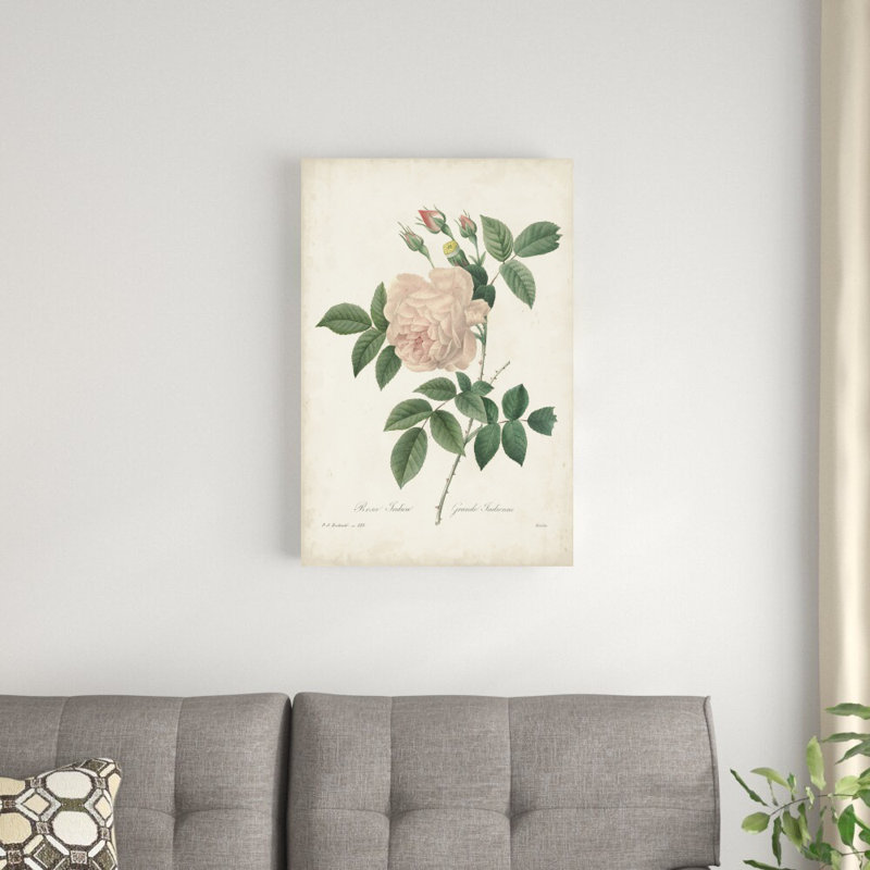 Roses rétro Redoute II, H 30 po x l 20 po