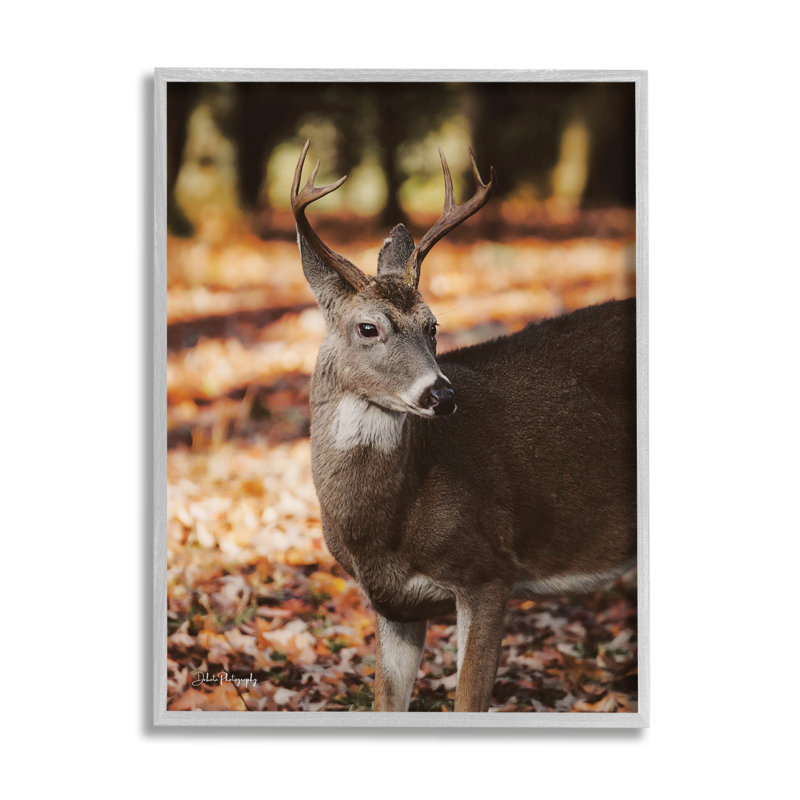 «Deer In Fall Foliage» par Dakota Diener, H 14 po x l 11 po x P 1,5 po, Giclée encadrée noir minuit