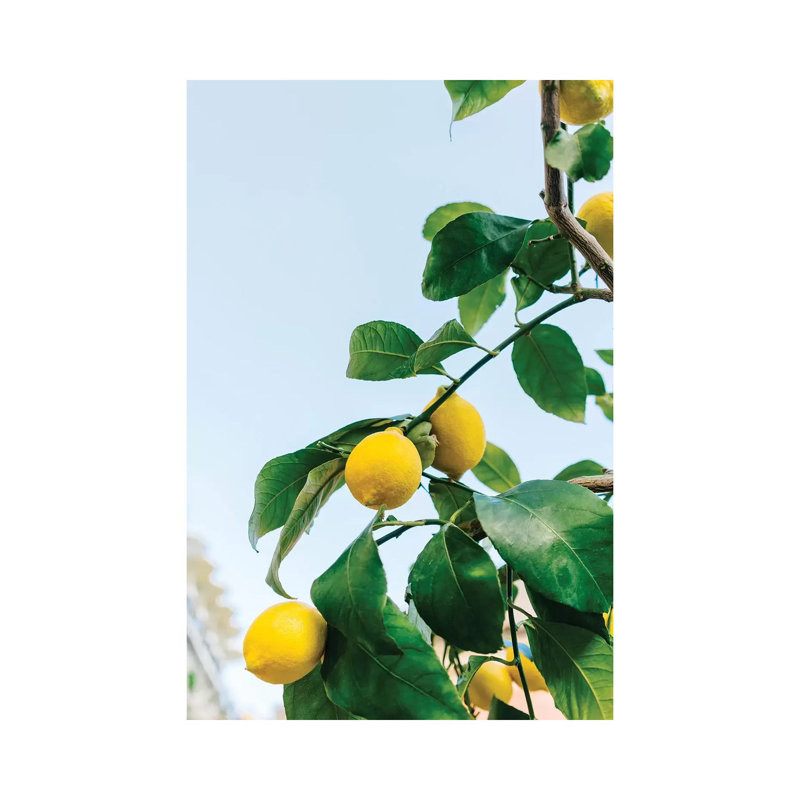 Amalfi Coast Lemons III by Bethany Young - Print on Canvas, Wrapped Canvas, 66.04cm H x 45.72cm W x 1.91cm D