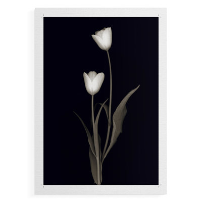 Tulip Pose II -Canvas Print Only - NOT FRAMED