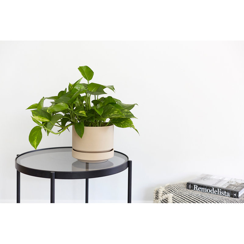 Pot à fleurs en céramique Byer, Avoine, H 4,25 po x l 5 po x P 5 po