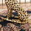 Panther Side Table