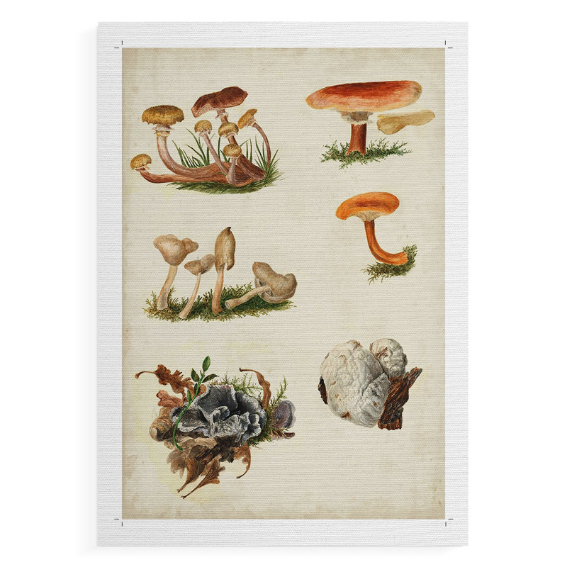 Champignon, reproduction en X seulement - non encadrée, H 27 po x l 18 po
