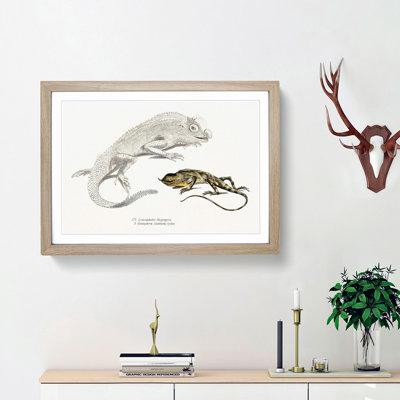 Lizard Illustrations by John Edward Gray - Picture Frame Painting Print