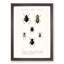 Beetle Illustrations PL.7a by Charles D'Orbigny - Single Picture Frame Print-55544078-55544083