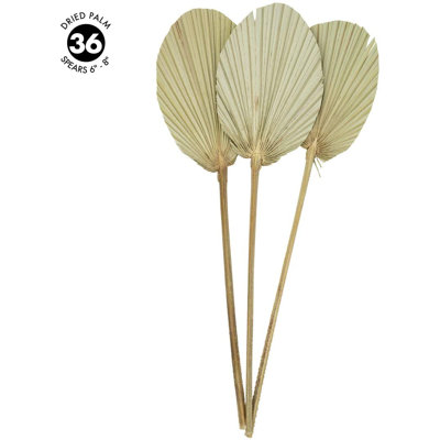6 " Preserved Cotton in