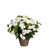 White is out of stock selected