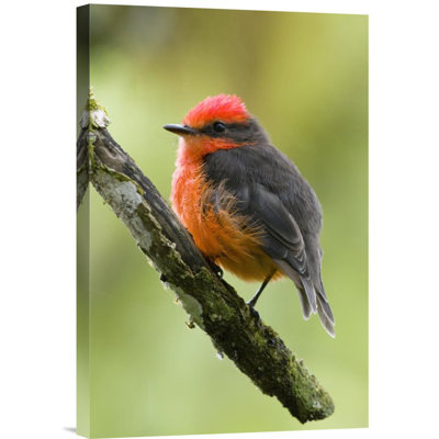 " Vermilion Flycatcher Male "