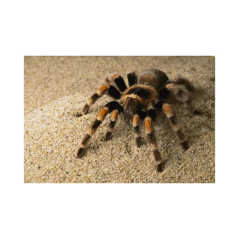 Mexican Red-Knee Tarantula, Mexico by Gerry Ellis - Wrapped Canvas Print, 66.04 cm H x 45.72 cm W x 1.91 cm D