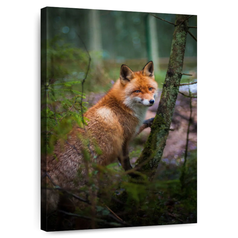 Brampt Wild Forest Fox, 39" H x 26" W