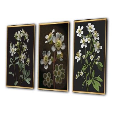 «Blossoming Diphylleia Grayi On Black», 3 pièces
