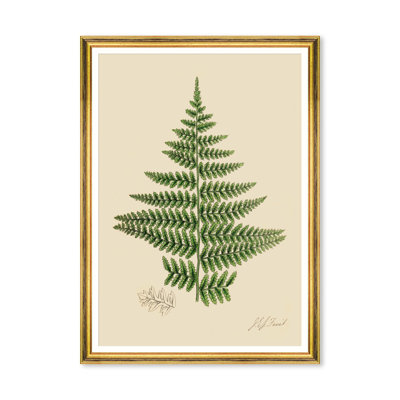 FERNS IV 