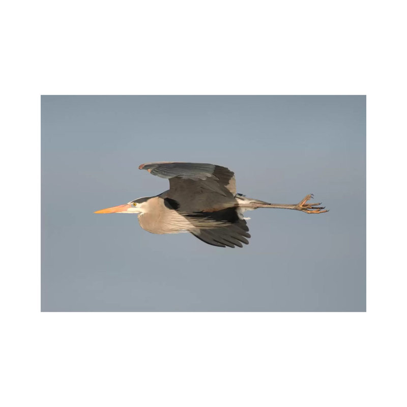 Great Blue Heron Flying, Kensington Metropark, Milford, Michigan by Steve Gettle - Wrapped Canvas Print