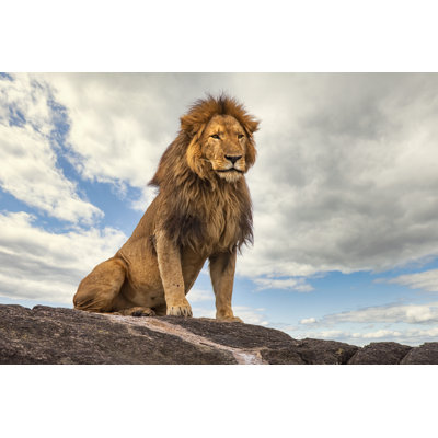 Male Lion (panthera Leo) Resting On A Rock by Guenterguni - No Frame Print on Canvas