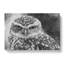Little Owl - Wrapped Canvas-56629804