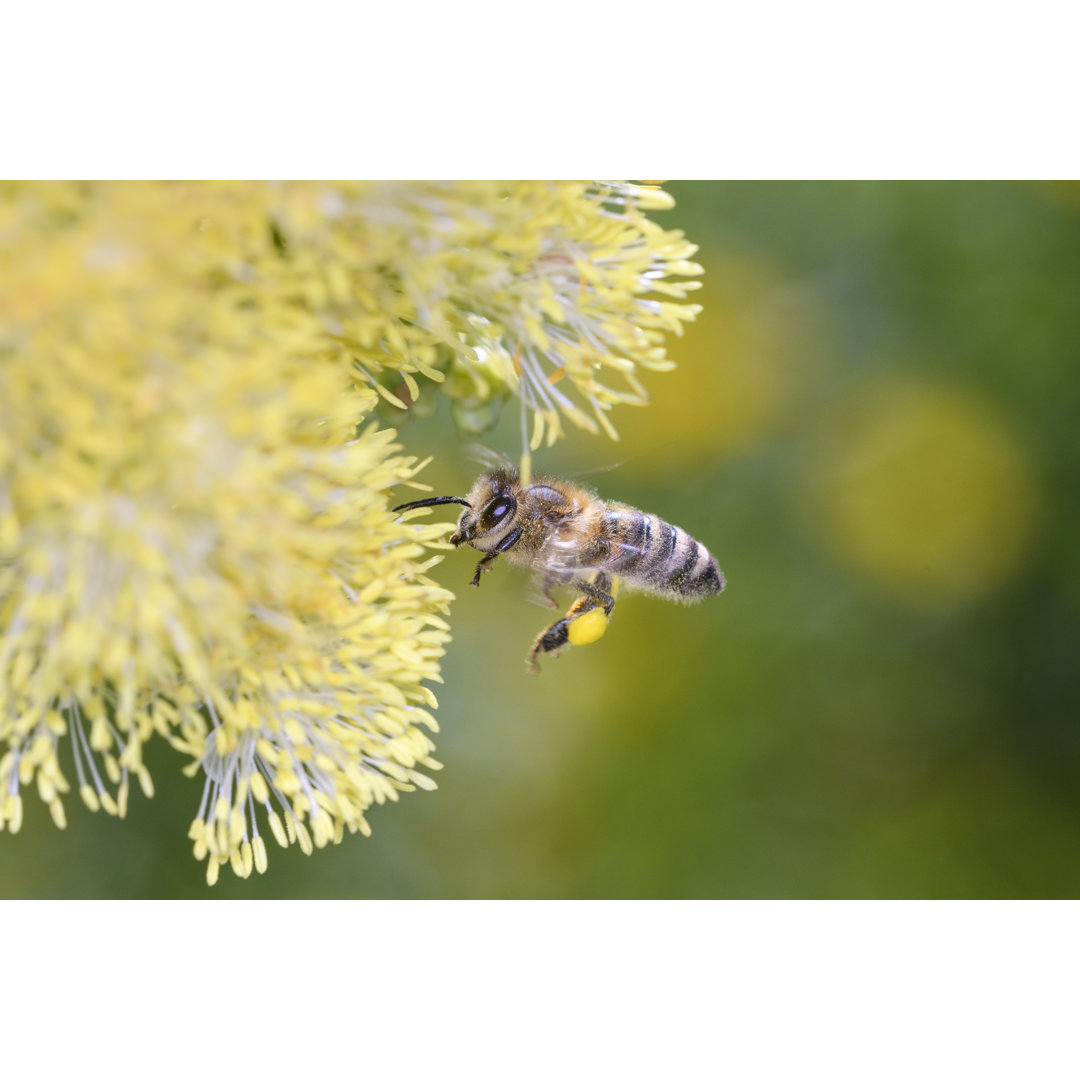 Biene - Apis Mellifera - Kunstdrucke auf Leinwand