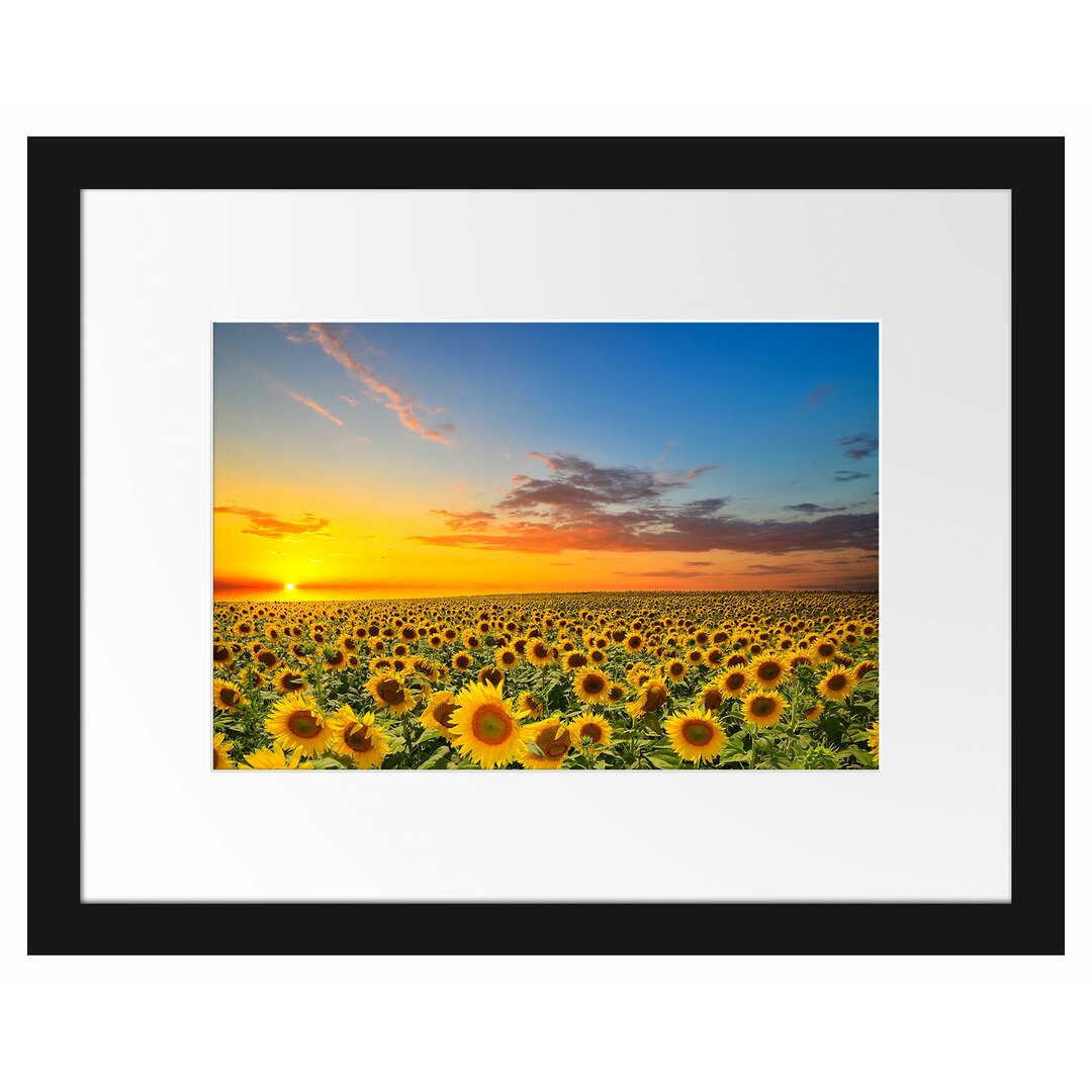 Gerahmtes Poster Sonnenuntergang Sonnenblumen