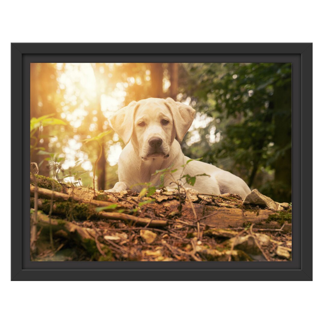 Gerahmtes Wandbild Dog in Woodland at Sunset