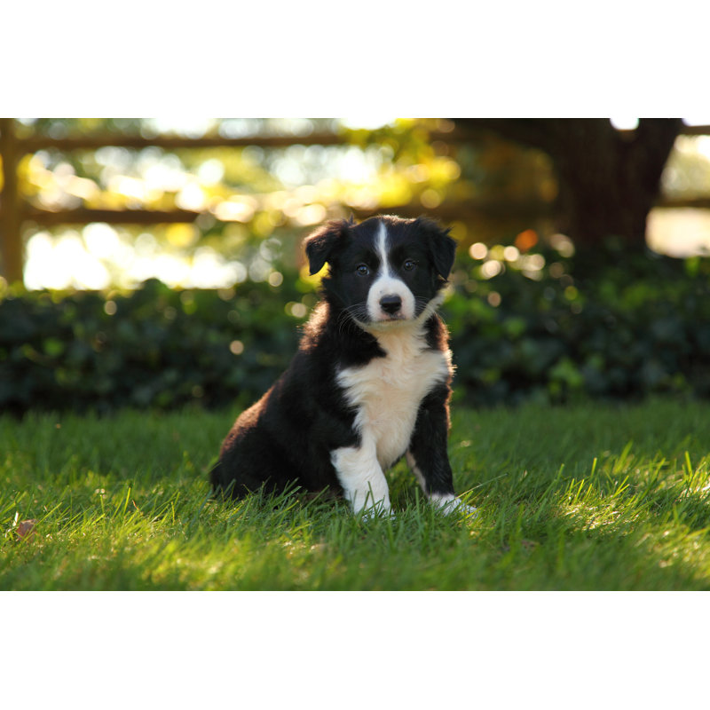 Border Collie Puppy Sitting In Grass by JLSnader - Wrapped Canvas Print, 61cm H x 91cm W x 3.8cm D